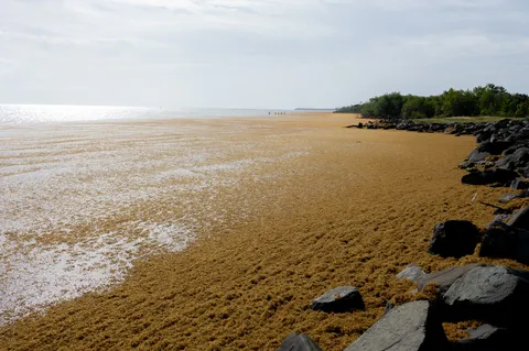 Sargazo — SABANA DE LA MAR (Este)